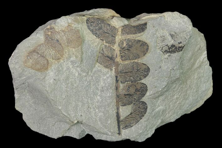 Pennsylvanian Fossil Fern (Neuropteris) Plate - Kentucky #136797